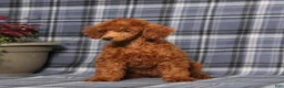 Miniature Poodle dogs for sale: CJ - Ad 5