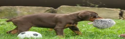 Doberman Pinscher dogs for sale:  Daisy (Red Rust) 🖤🐾 - Ad 10