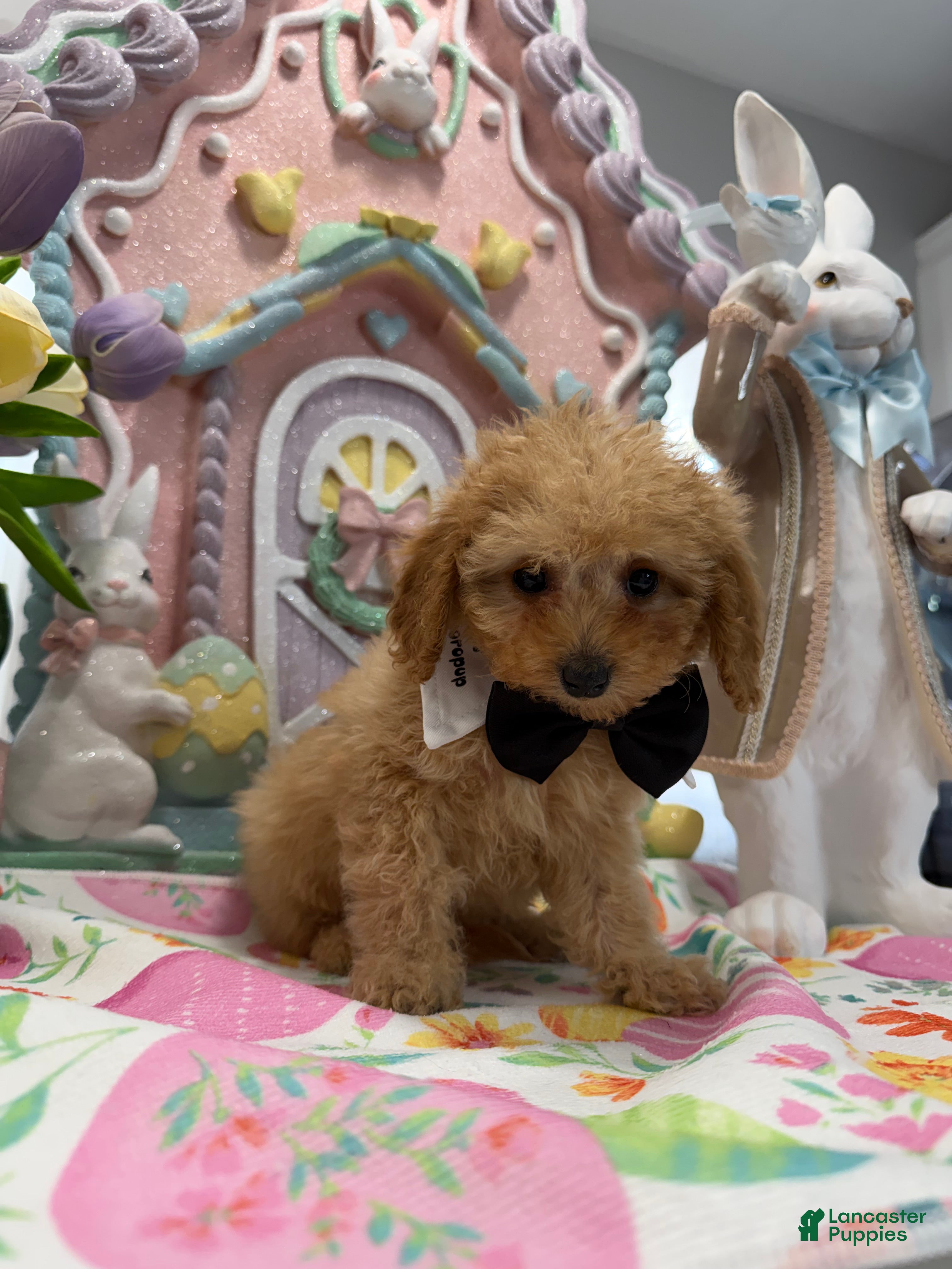 Toy Poodle dogs Dillion  - Ad 34