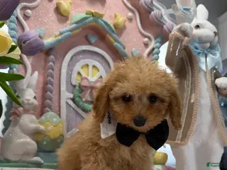 Toy Poodle dogs Dillion - Ad 34