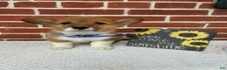 Welsh Corgi Pembroke dogs for sale: Beau - Ad 2