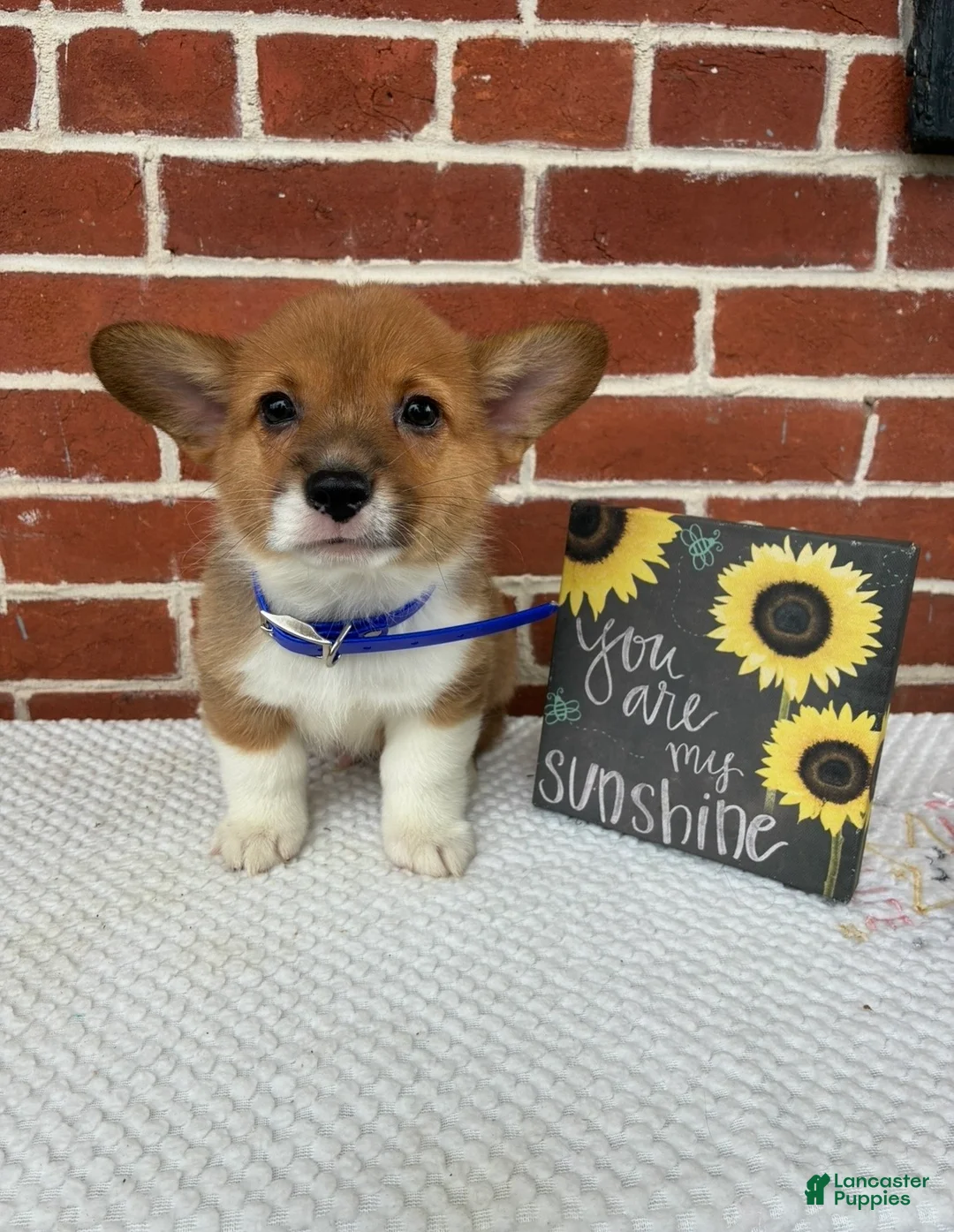 Welsh Corgi Pembroke dogs for sale: Beau - Ad 2