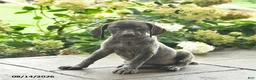 German Shorthaired Pointer dogs for sale: Daisy  - Ad 4