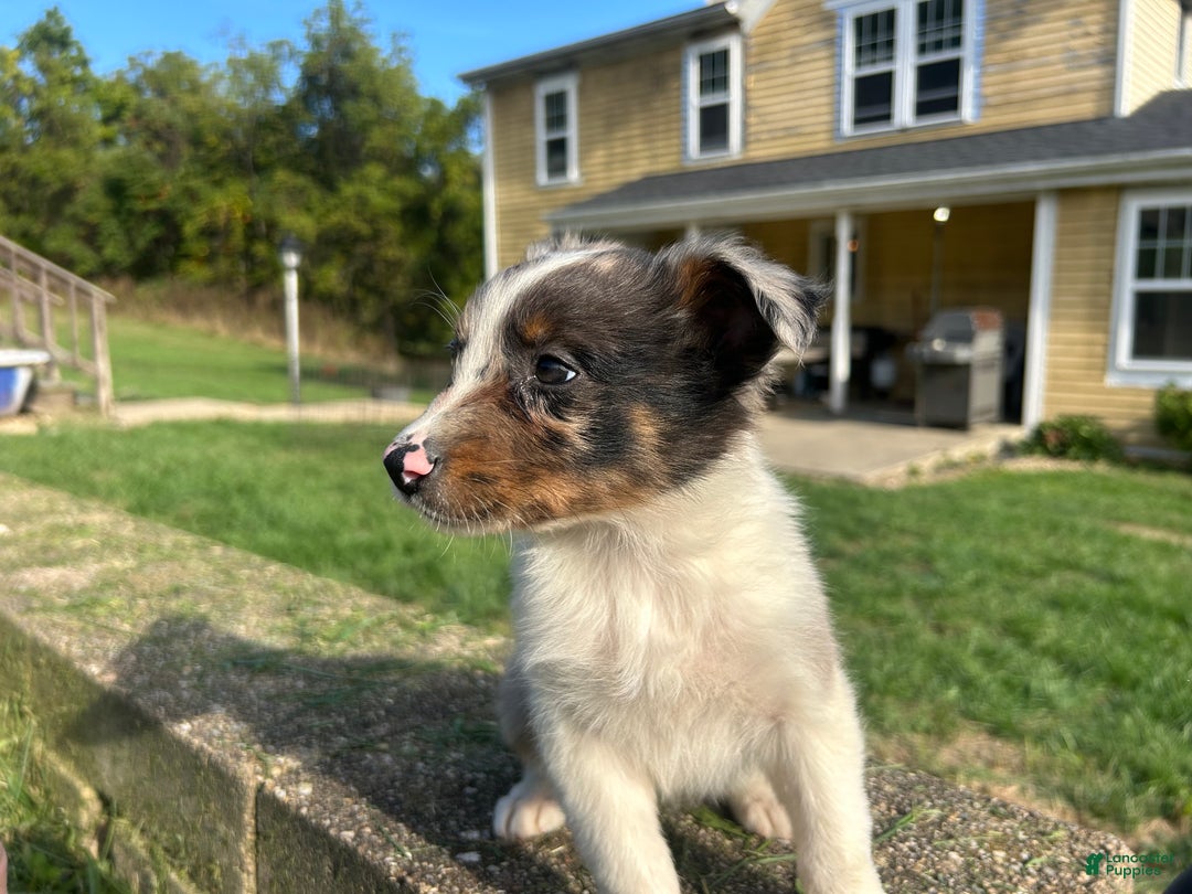 Australian Shepherd dogs for sale: Ruth - Ad 8