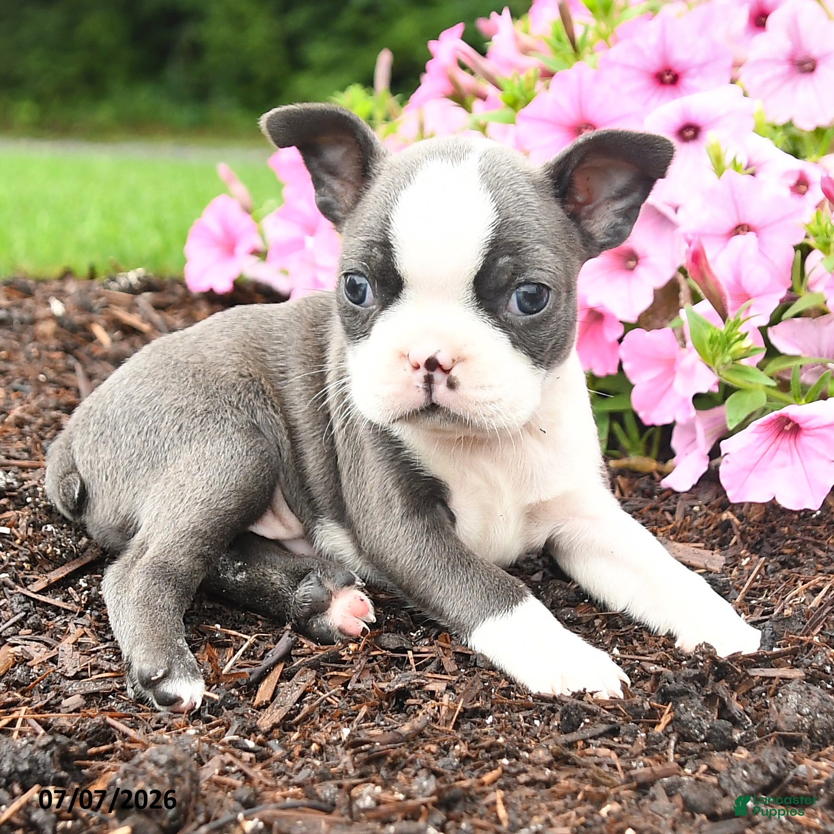 Boston Terrier dogs Dina - Ad 2