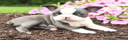 Boston Terrier dogs for sale: Dina - Ad 2