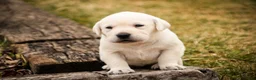 Labrador Retriever dogs for sale: Sharlotte - Ad 5