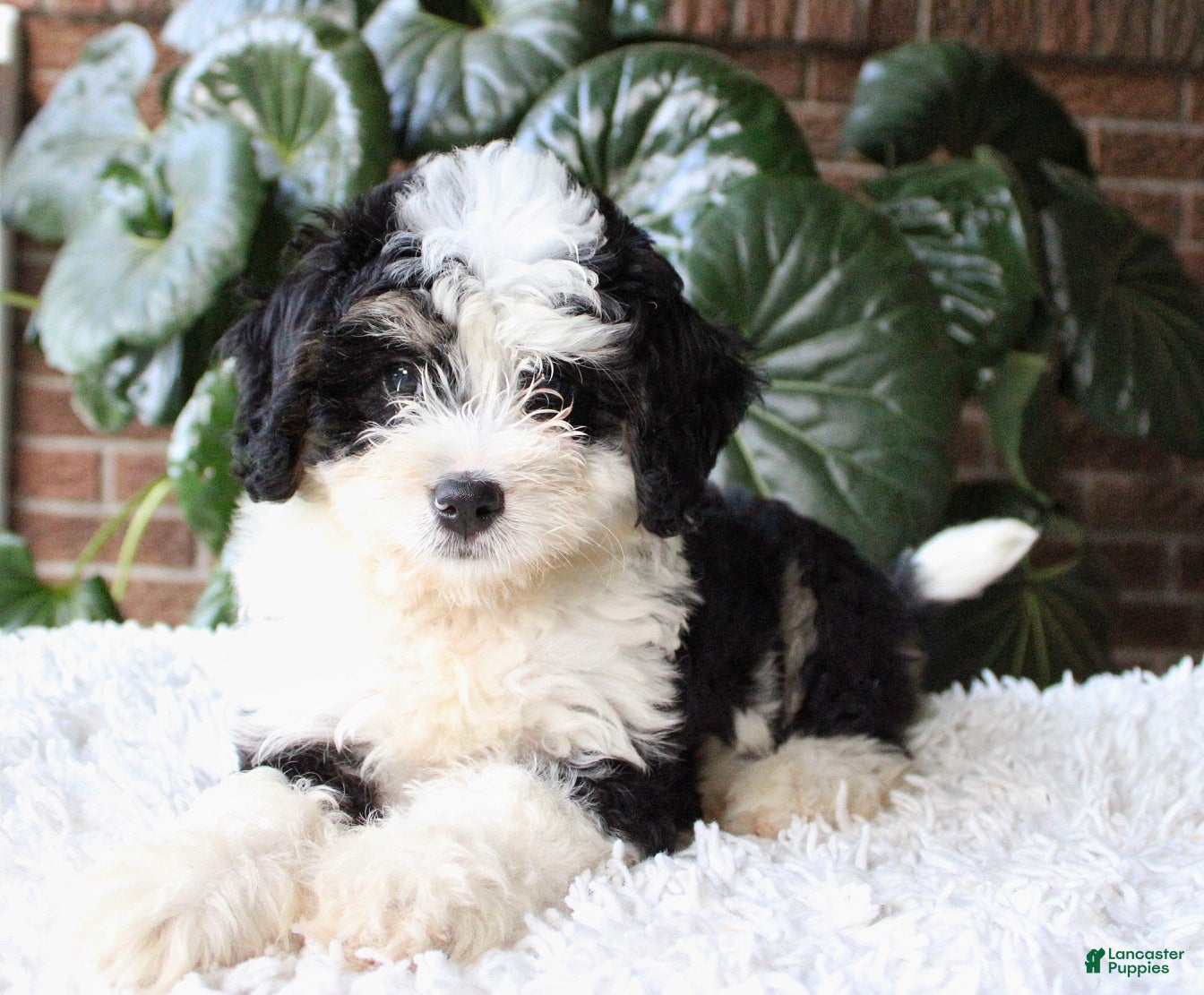 Mini Bernedoodle dogs Luna - Ad 1