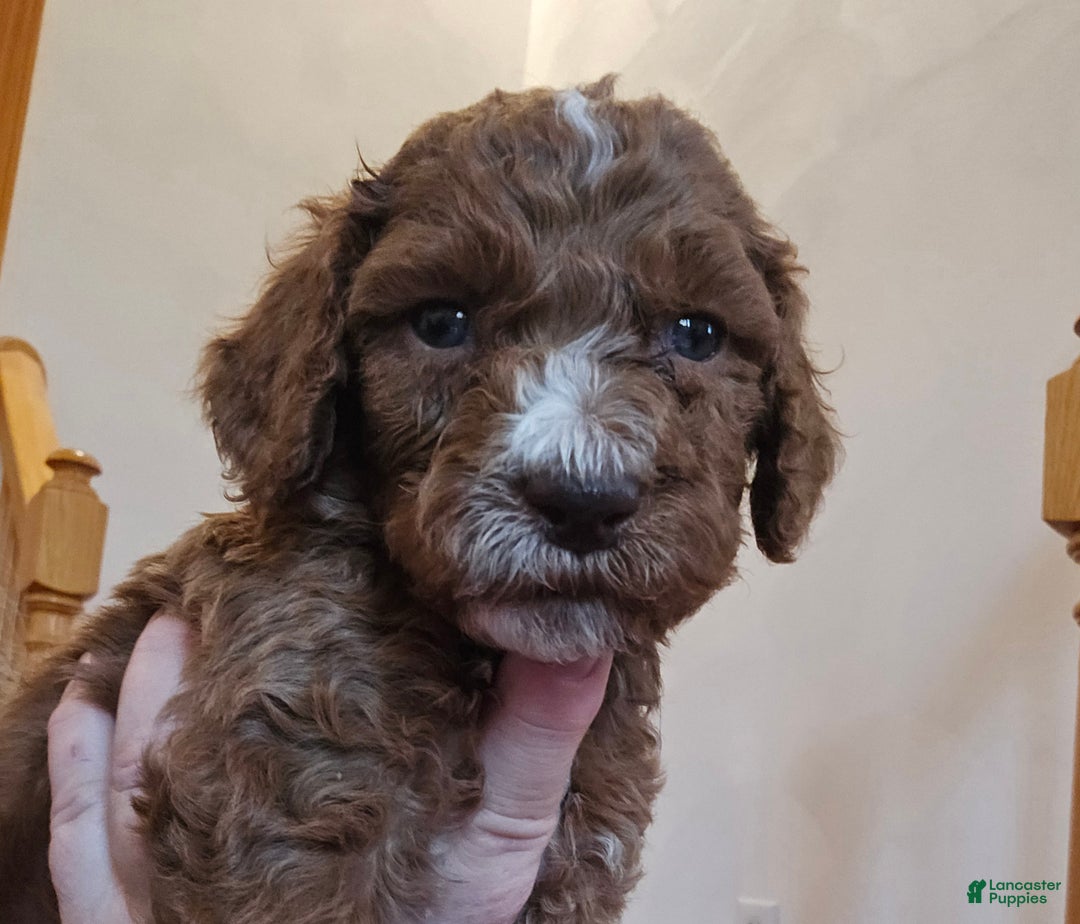 Standard Poodle dogs for sale: Theo - Ad 3