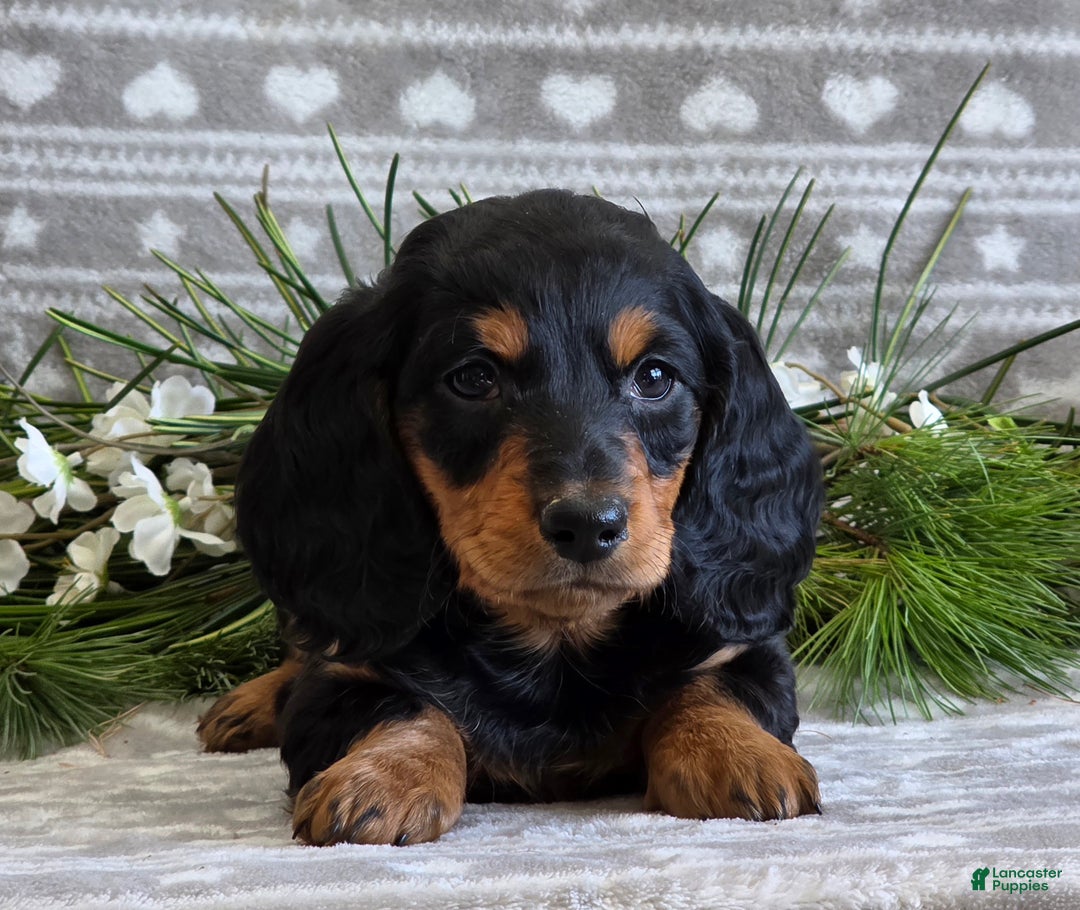 Miniature Dachshund dogs for sale: Donny - Ad 6
