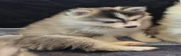 Pomsky dogs for sale: Grey mini - Ad 7