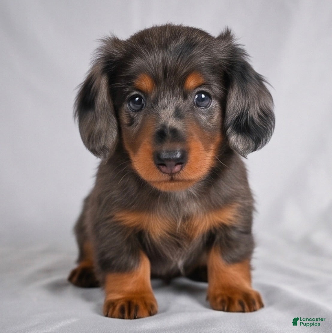 Miniature Dachshund dogs AKC Cody - Ad 1