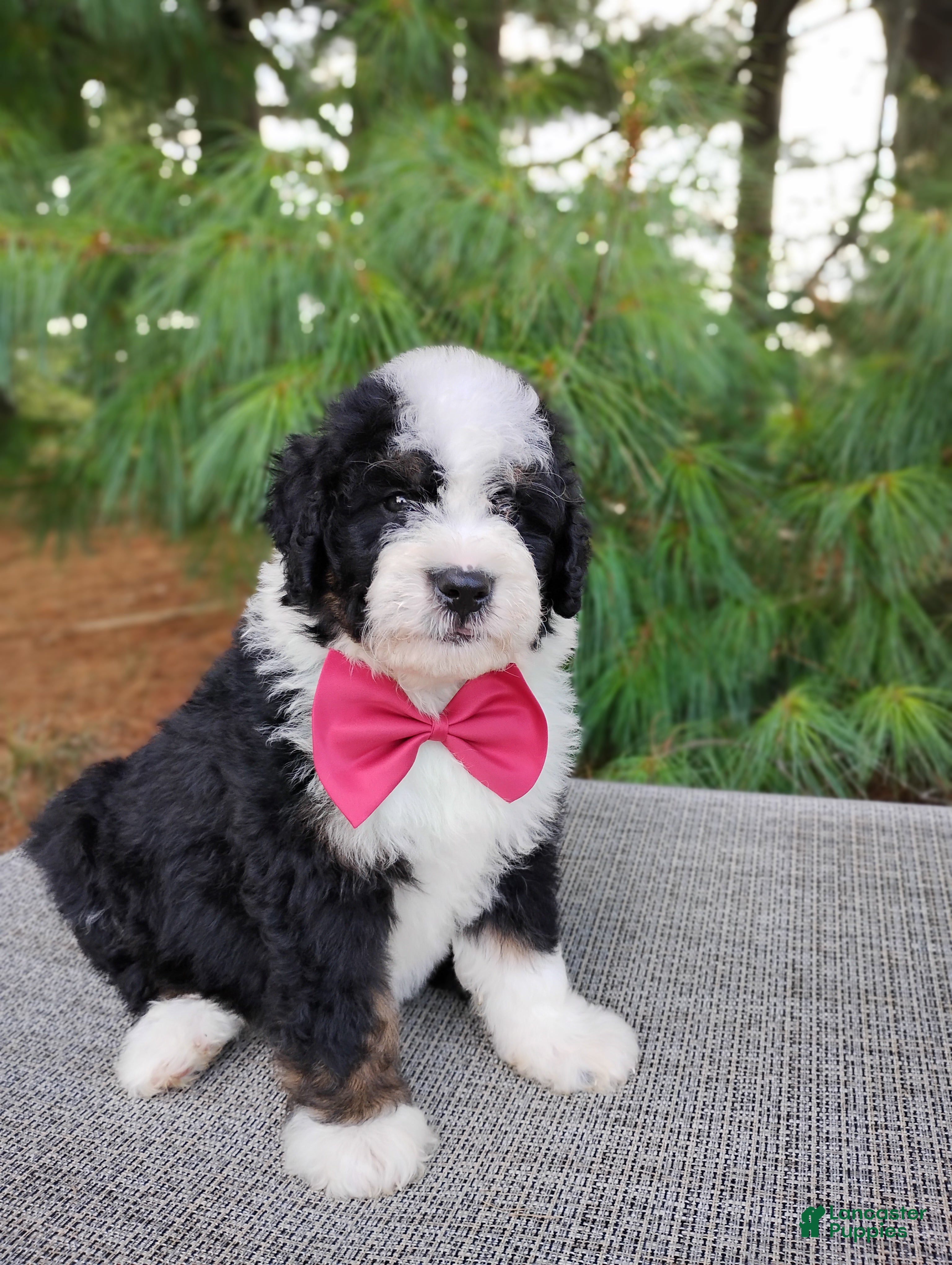 Bernedoodle dogs Toffee  - Ad 1