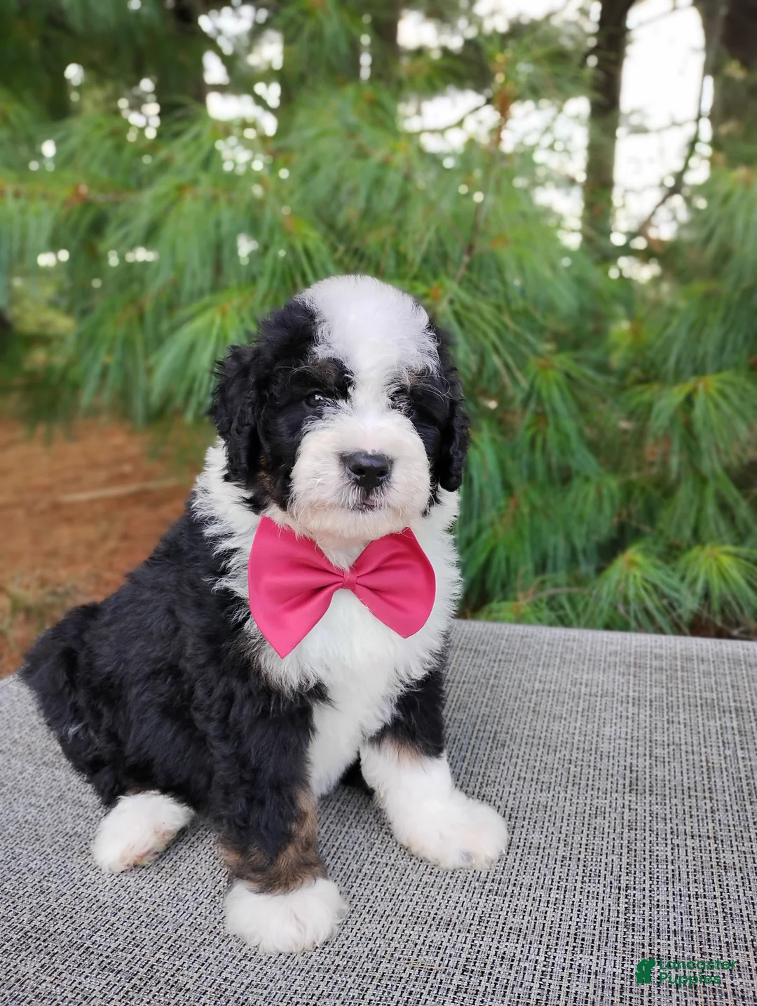Bernedoodle dogs for sale: Toffee  - Ad 1