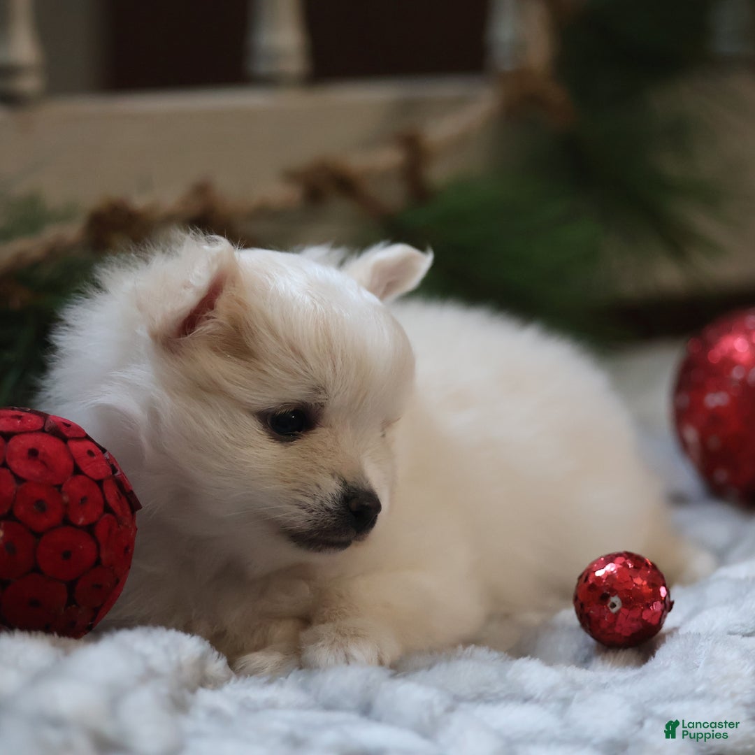 Maltipom dogs for sale: Snowflake - Ad 9