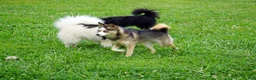 Pomsky dogs for sale: Presley - Small Girl - Ad 2