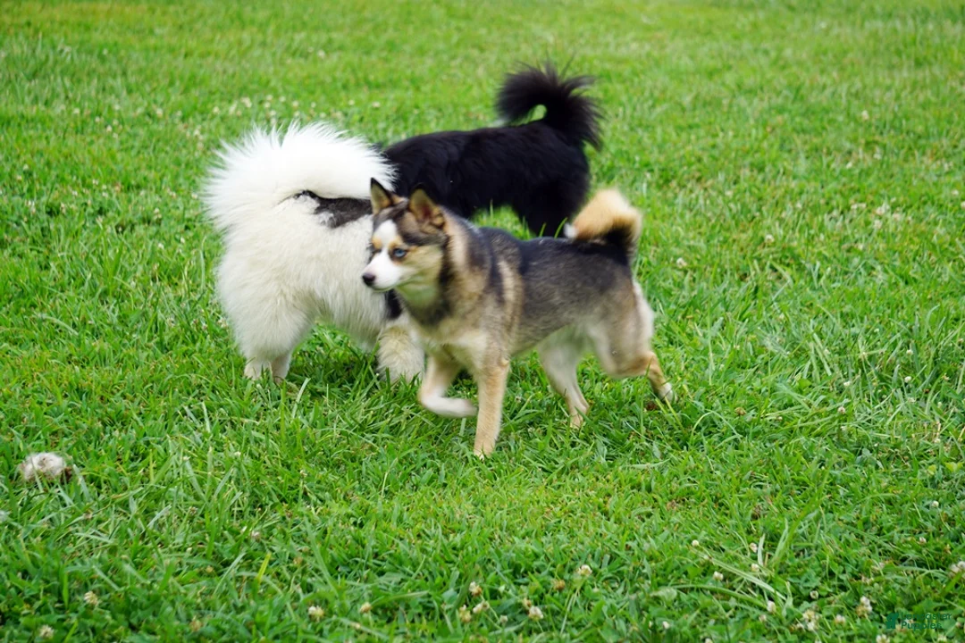 Pomsky dogs for sale: Presley - Small Girl - Ad 2