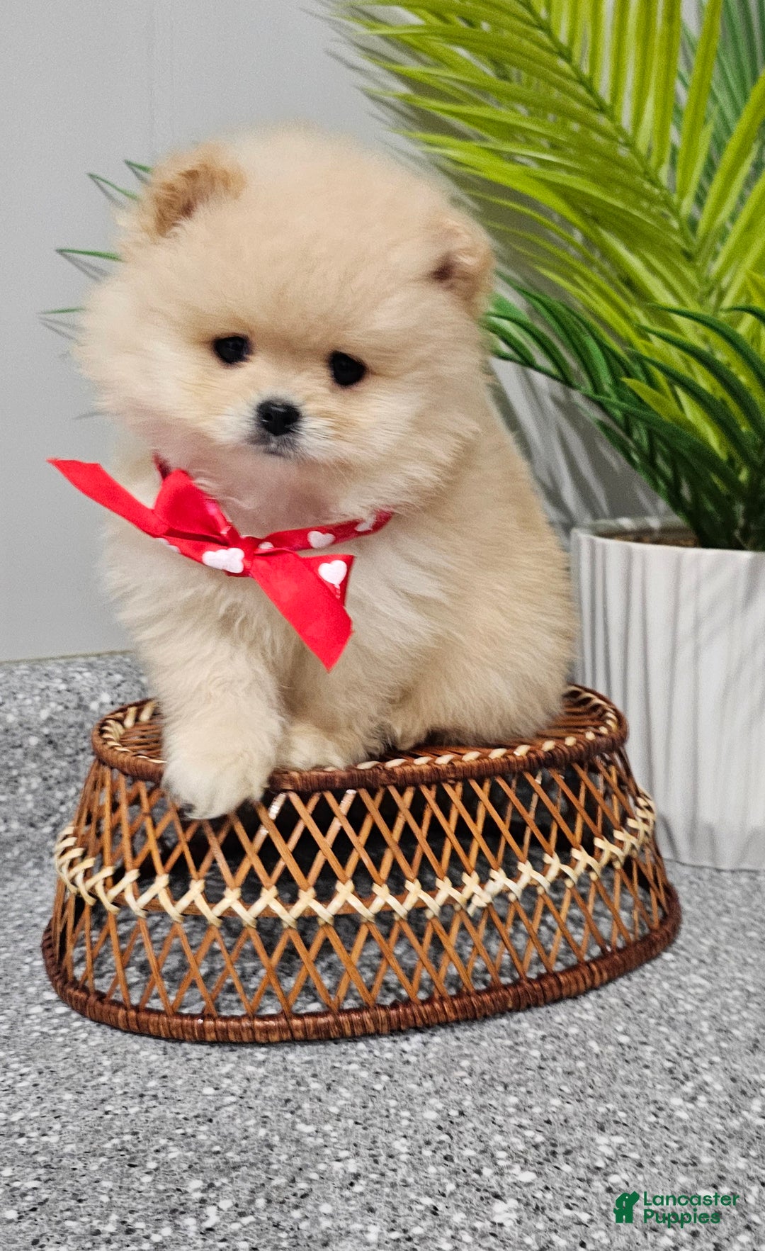 Pomeranian dogs for sale: Bubbles - Ad 7