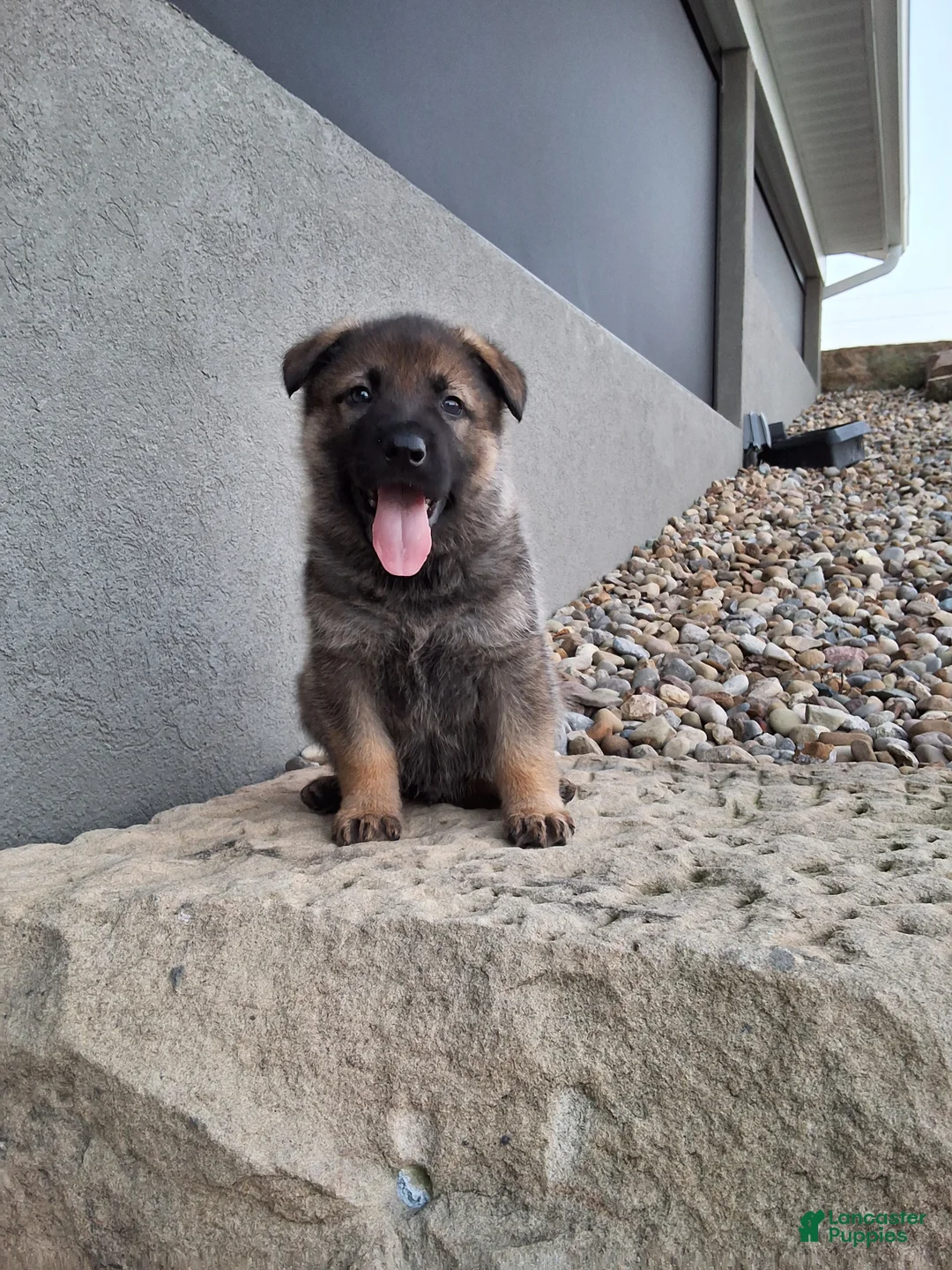 German Shepherd dogs for sale: Kobe - Ad 1