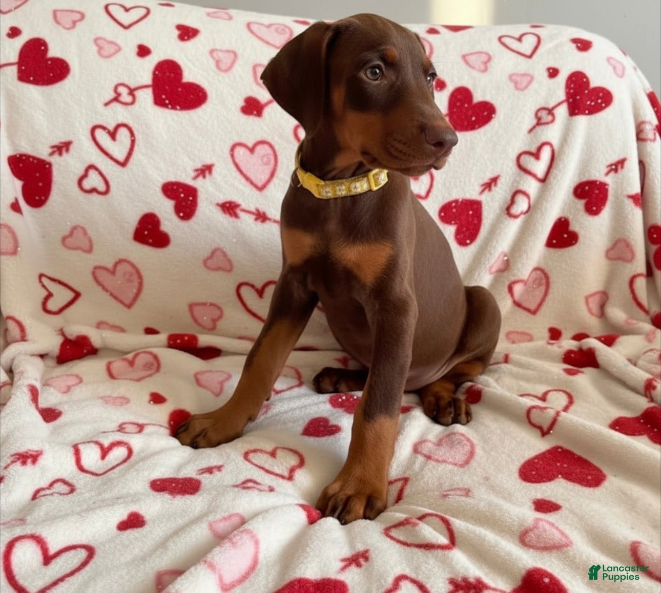 Doberman Pinscher dogs Rose-Not AMISH  - Ad 2