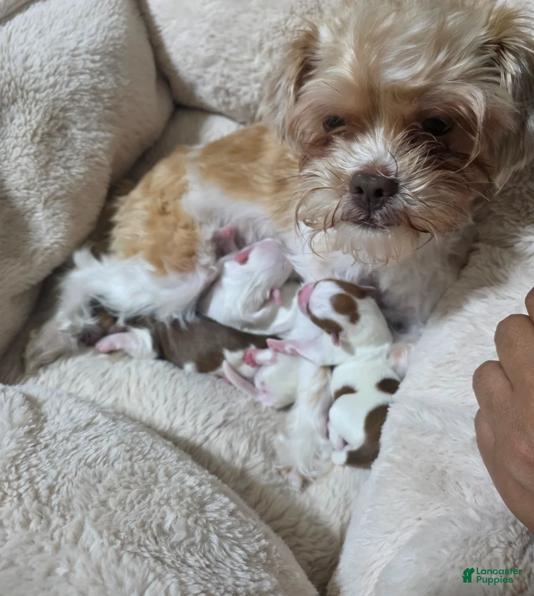 Shihpoo dogs for sale: Shihpoo Puppy 1 - Ad 2