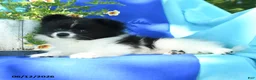 Pomeranian dogs for sale: Mercy - Ad 2
