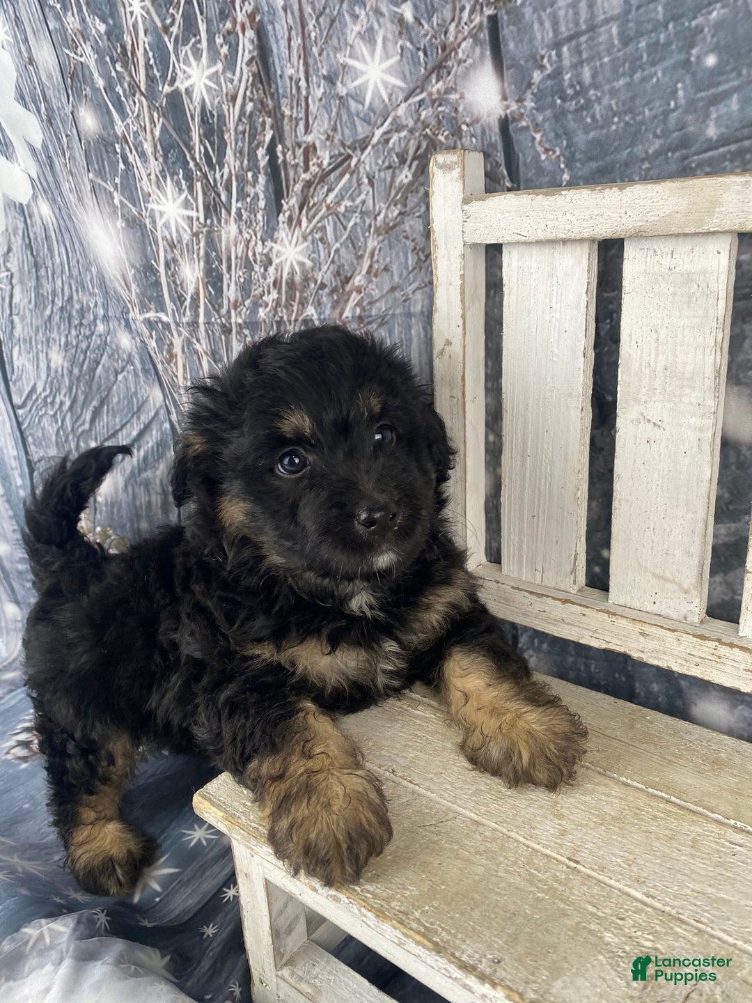 Mini Aussiedoodle dogs for sale: Ian - Ad 5