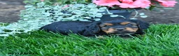 Mixed Breed dogs for sale: Tyler - Ad 3