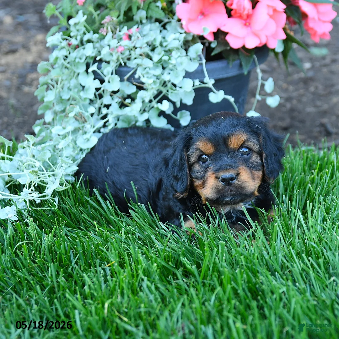 Mixed Breed dogs for sale: Tyler - Ad 3