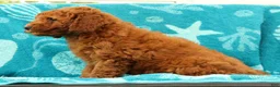 Mini Goldendoodle dogs for sale: Amber - Ad 9