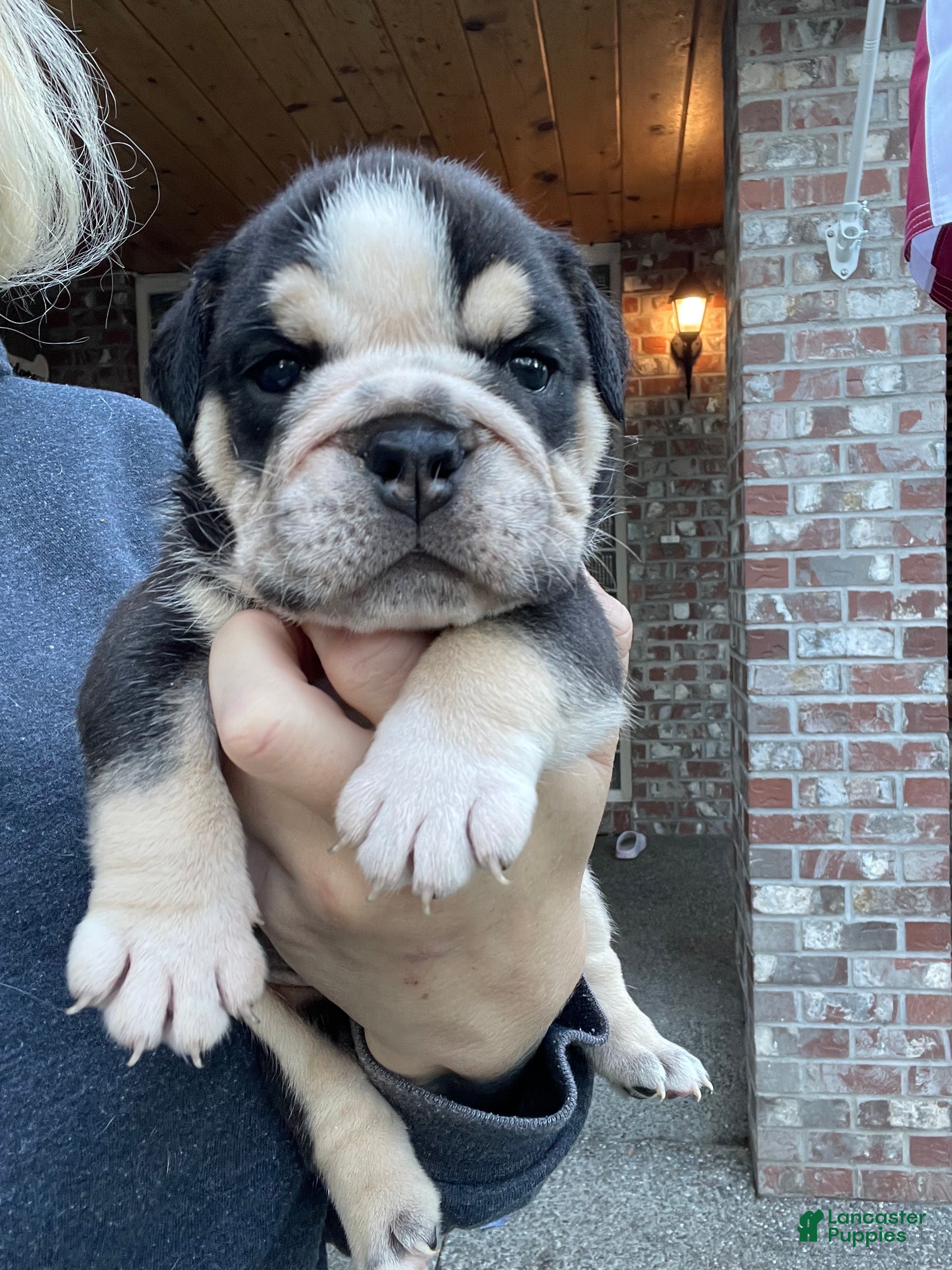 English Bulldog dogs English Bulldog Puppy 1 - Ad 2