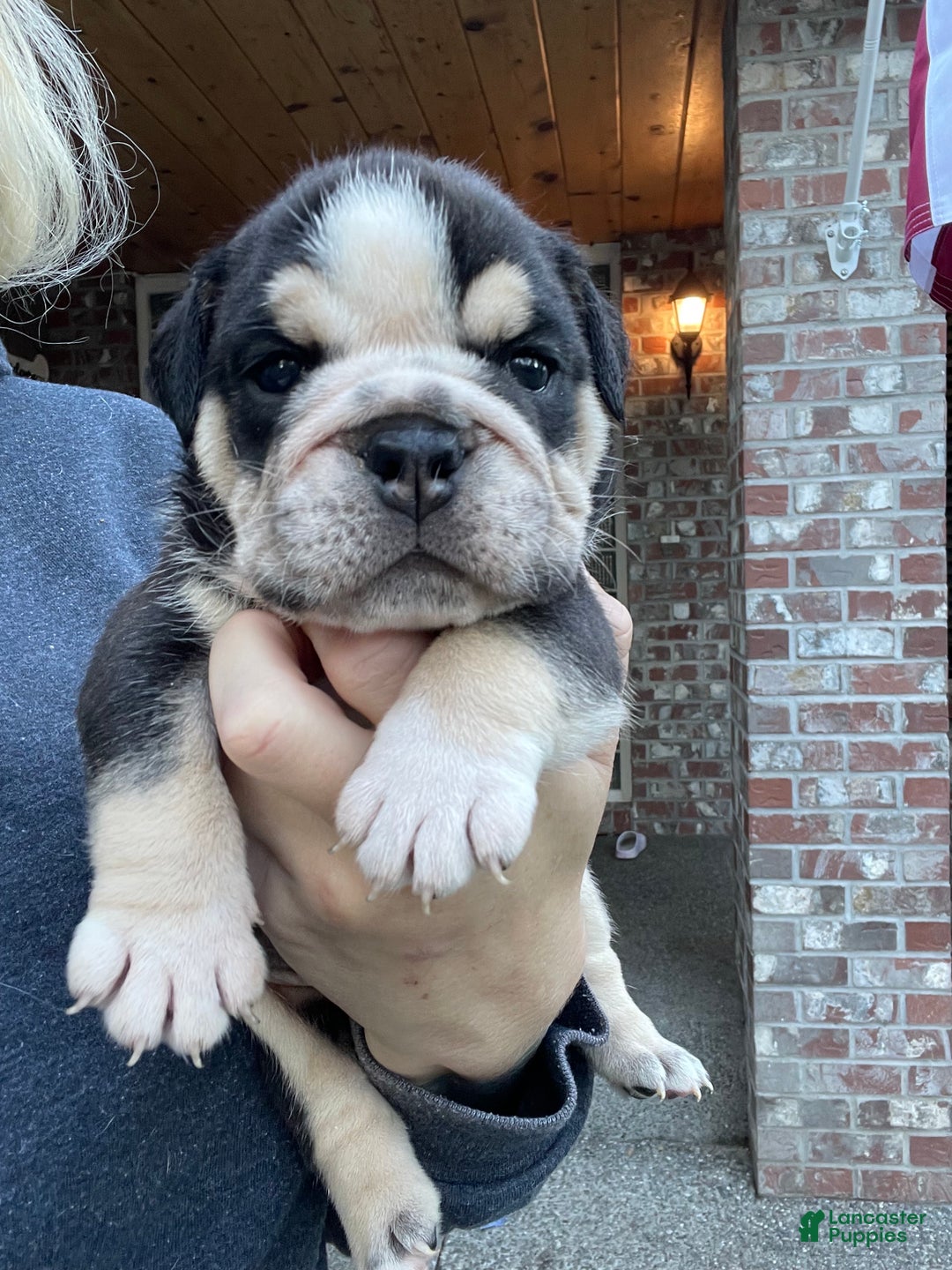 English Bulldog dogs for sale: English Bulldog Puppy 1 - Ad 1
