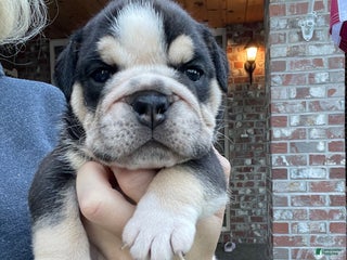 English Bulldog dogs English Bulldog Puppy 1 - Ad 2