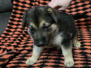 German Shepherd dogs Midnight - Ad 19