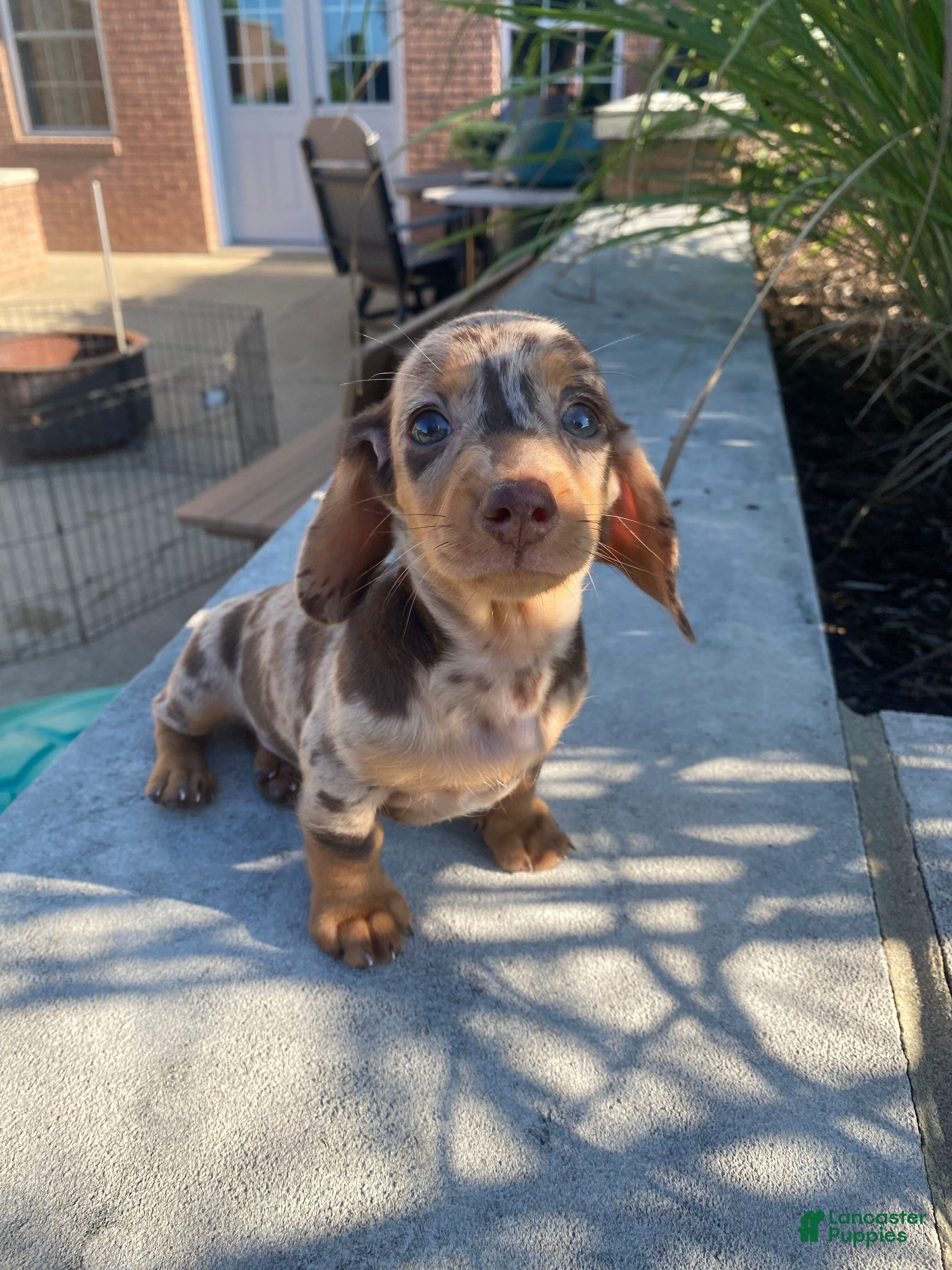 Miniature Dachshund dogs Otis - Ad 1