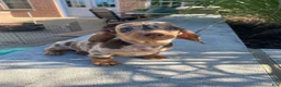 Miniature Dachshund dogs for sale: Otis - Ad 1