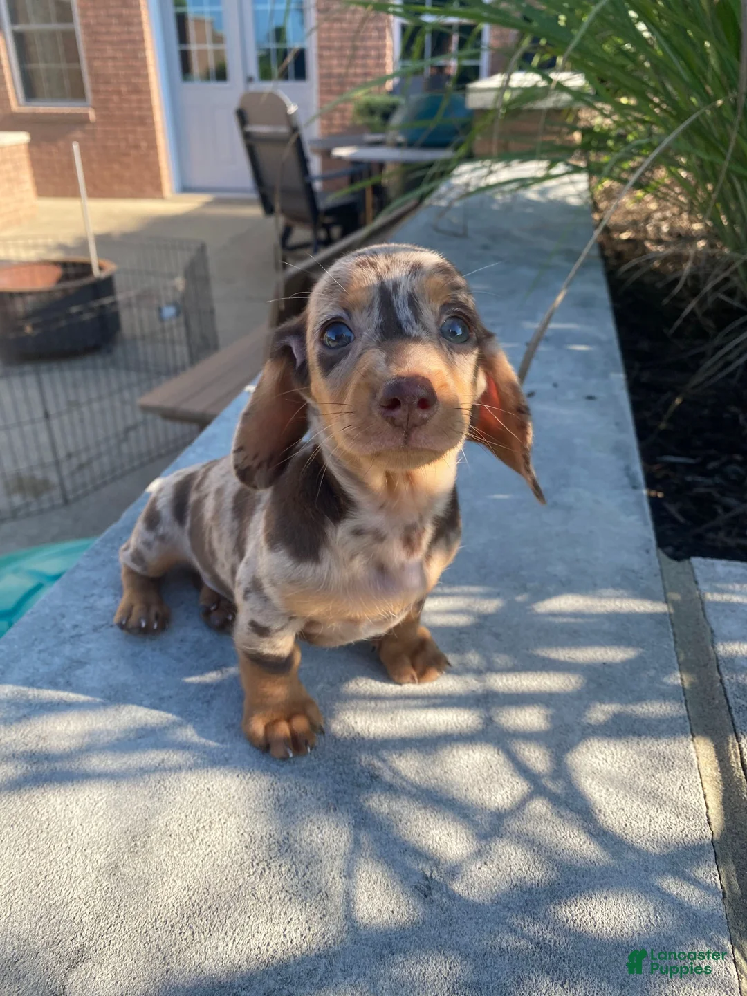 Miniature Dachshund dogs for sale: Otis - Ad 1