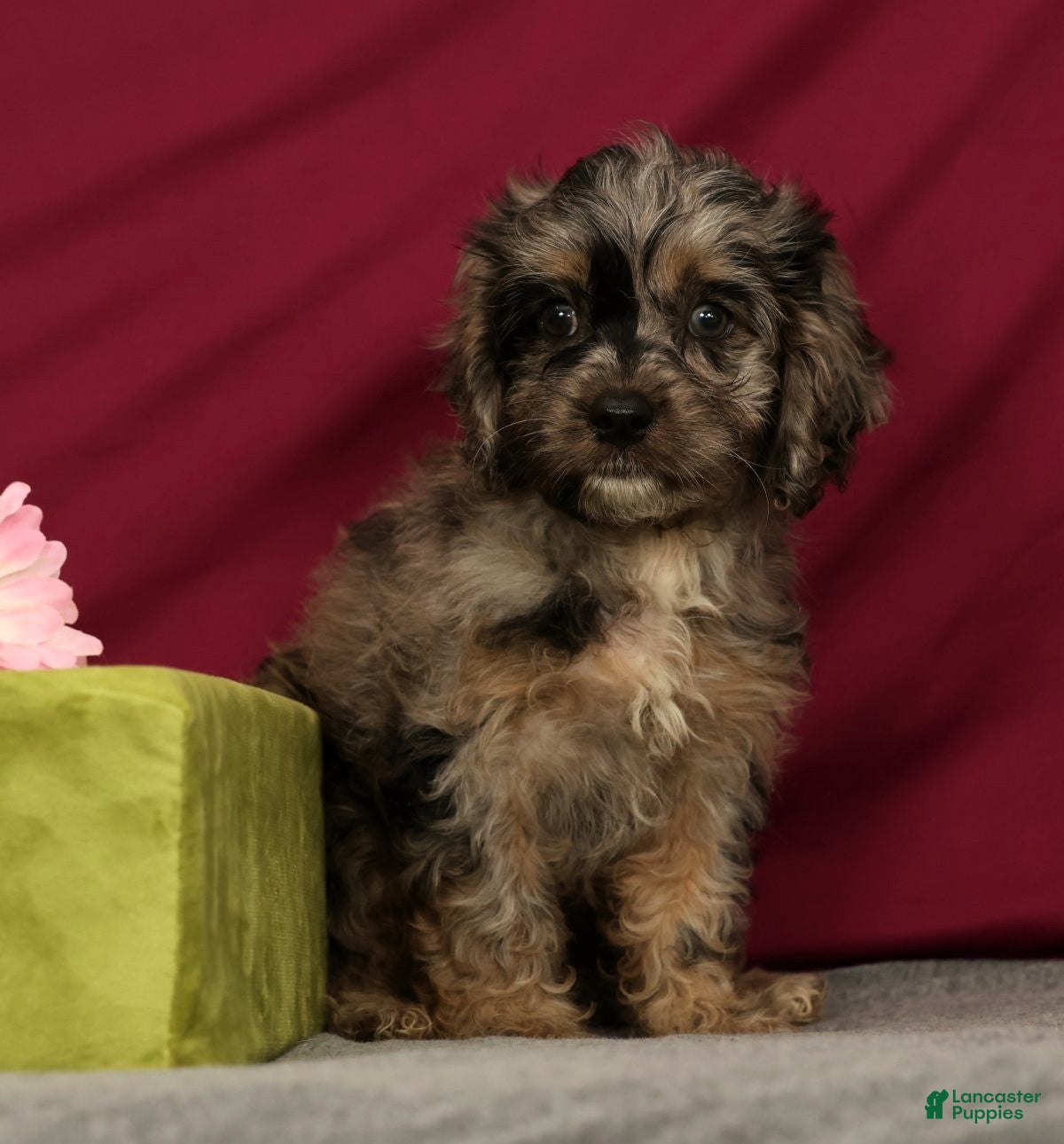 Cavapoo dogs Sage - Ad 1