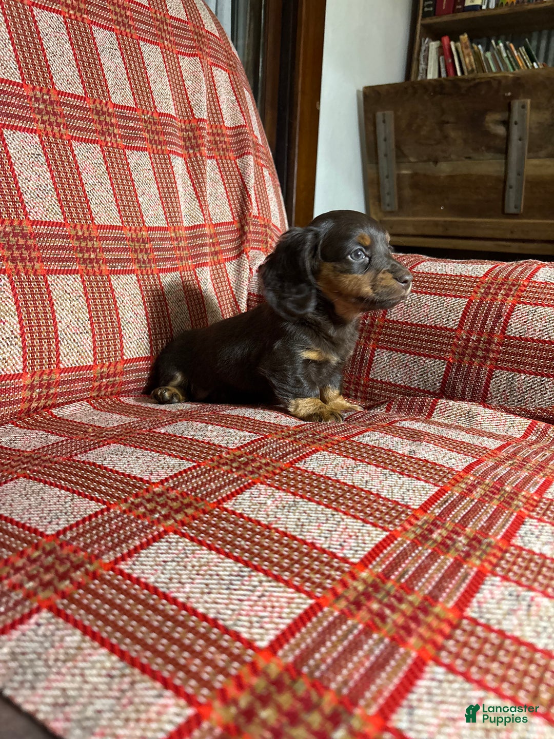 Miniature Dachshund dogs for sale: Miniature Dachshund Puppy 2 - Ad 2