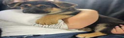 German Shepherd dogs for sale: Rosie - Ad 7