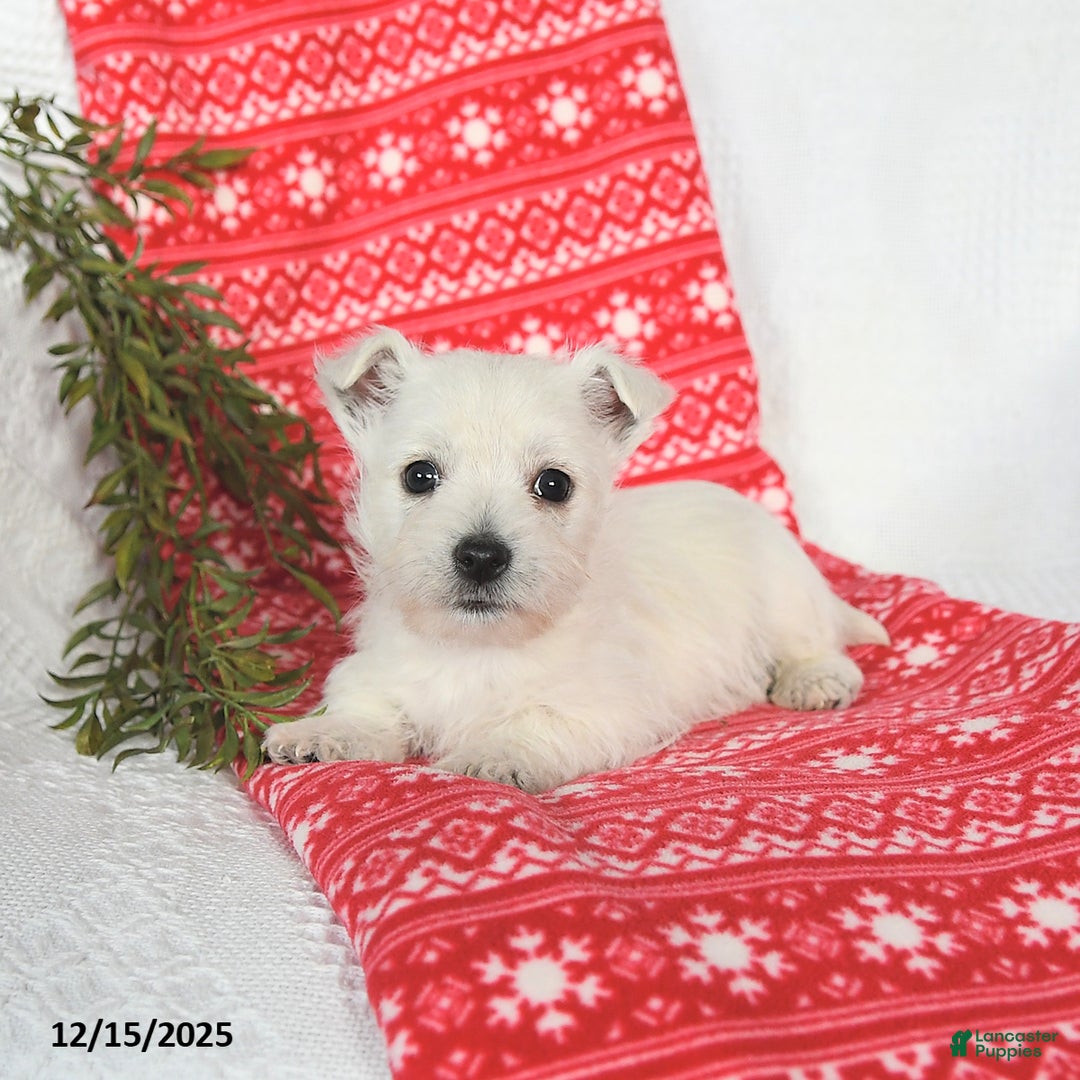 West Highland Terrier dogs for sale: Sookie - Ad 3