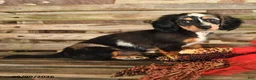 Dachshund dogs for sale: Britney - Ad 4