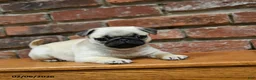 Pug dogs for sale: Foster - Ad 3
