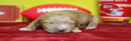 Goldendoodle dogs for sale: Blaze  - Ad 3