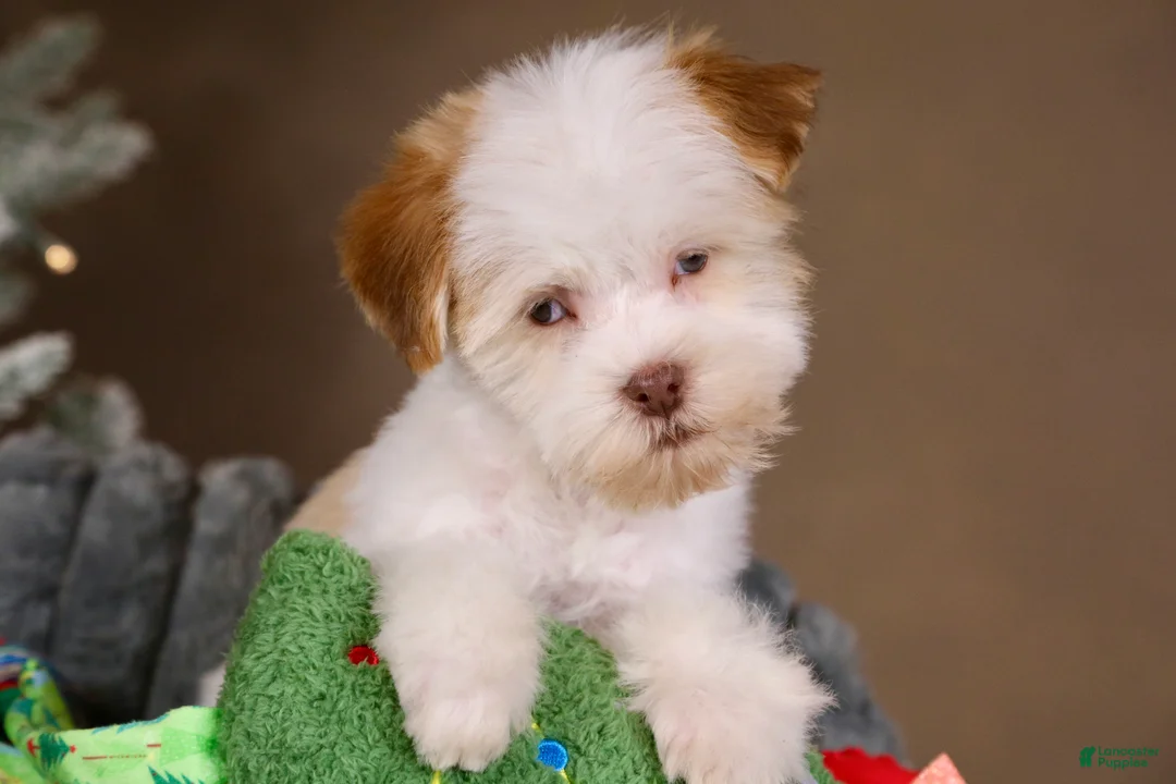 Havanese dogs for sale: Eggnog - Ad 14