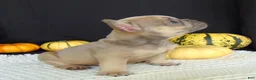 French Bulldog dogs for sale: Mitchell - Ad 11