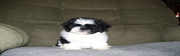 Shih Tzu dogs for sale: Shih Tzu Puppy 1 - Ad 2