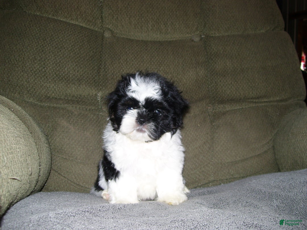 Shih Tzu dogs for sale: Shih Tzu Puppy 1 - Ad 2