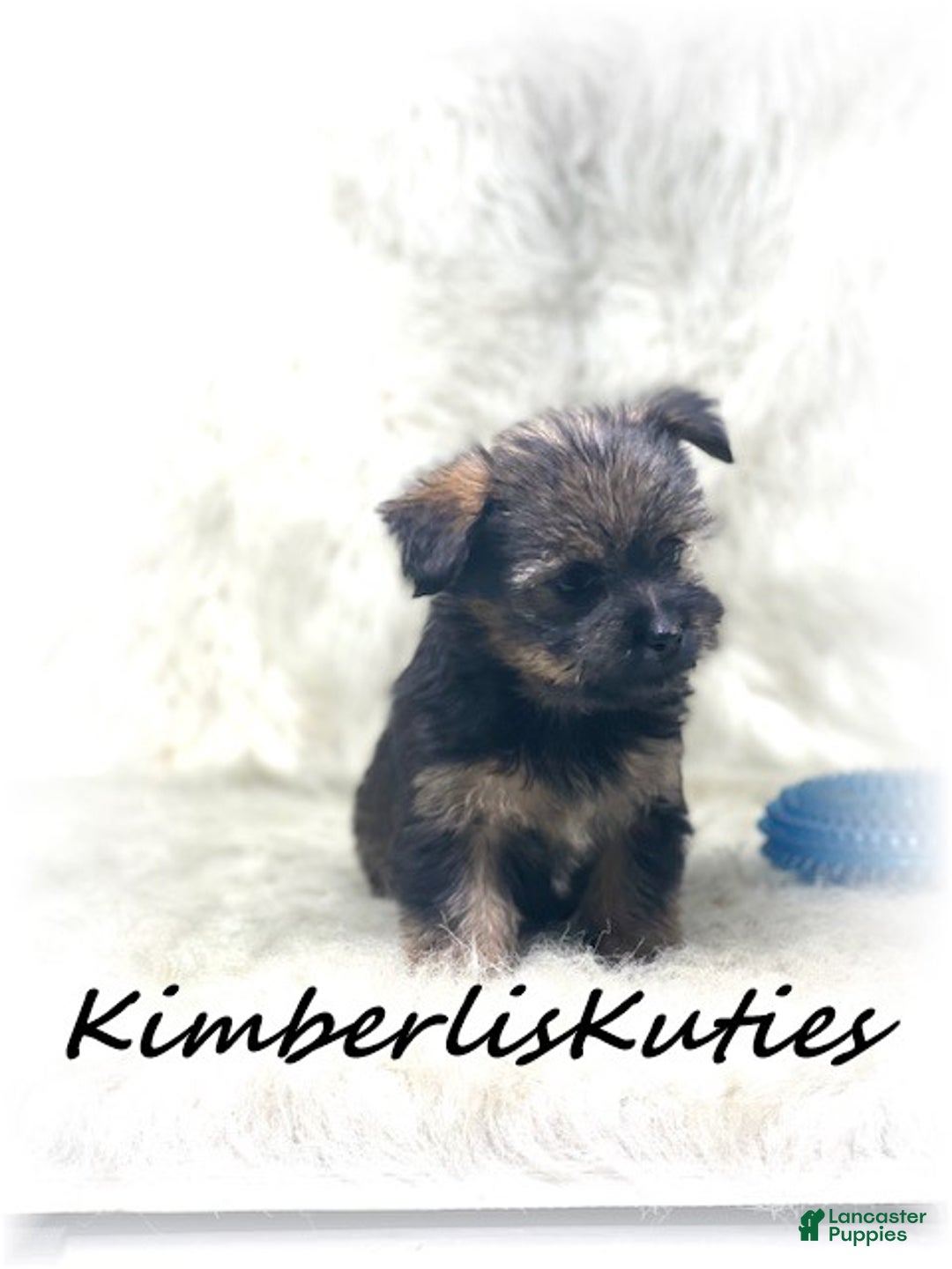 Morkie dogs for sale: Morkie Puppy 1 - Ad 4