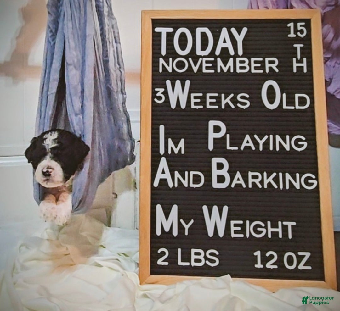 Mixed Breed dogs for sale: Asher - Ad 6